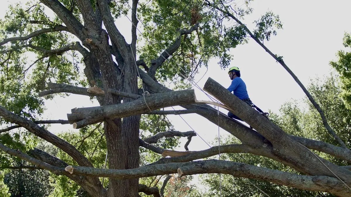 Professional Crown Thinning performed by certified arborists in Sawyer